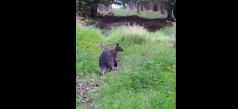 Kangur w lesie pod Poznaniem. Nagranie w sieci, leśnicy proszą o pomoc - INFBusiness