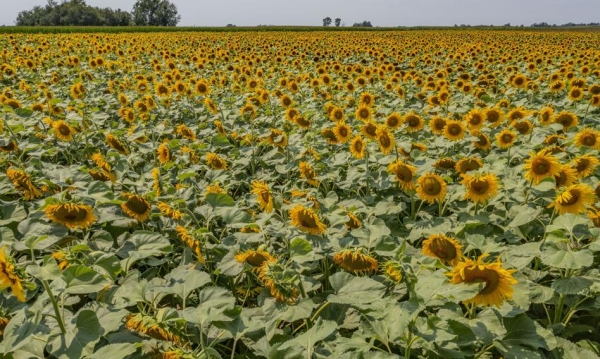 Ukraina ma problem. Kolejny kraj wstrzyma import płodów rolnych - INFBusiness