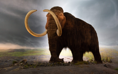 Mamut włochaty (Mammuthus primigenius)