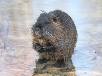 Nutria