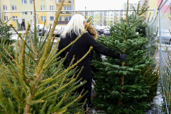 Boże Narodzenie 2023. Ile zapłacimy za choinkę? Leśnicy podali ceny drzewek - INFBusiness