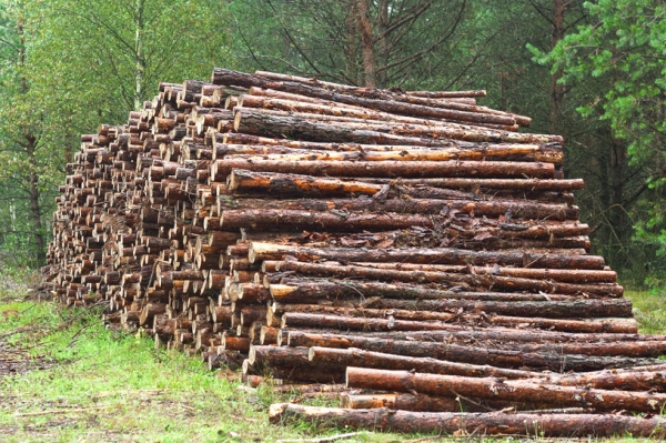 Rząd zapowiada zmiany w zakresie certyfikacji drewna /123RF/PICSEL
