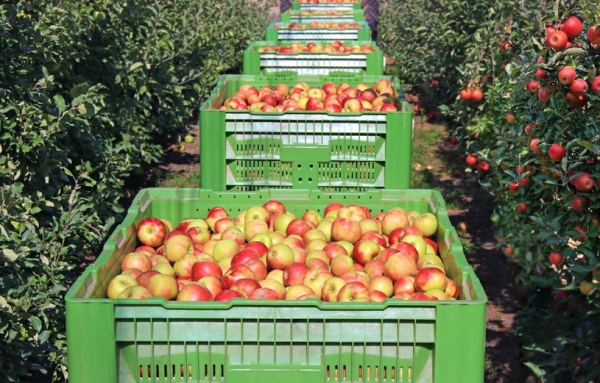 Polskie jabłka cieszą się wzięciem w dalekiej Ameryce Południowej /123RF/PICSEL
