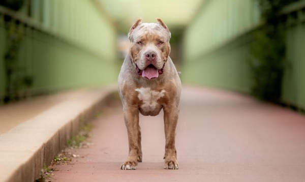 Wielka Brytania zakazała posiadania American XL Bully. Dziesiątki tysięcy psów unikną uśpienia - nie zawsze legalnie