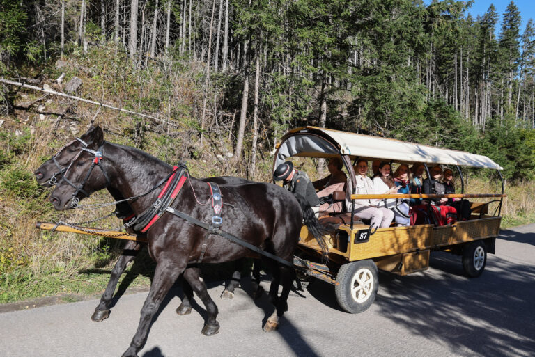 Dojazd nad Morskie Oko. Meleksy zastąpią konie? - INFBusiness