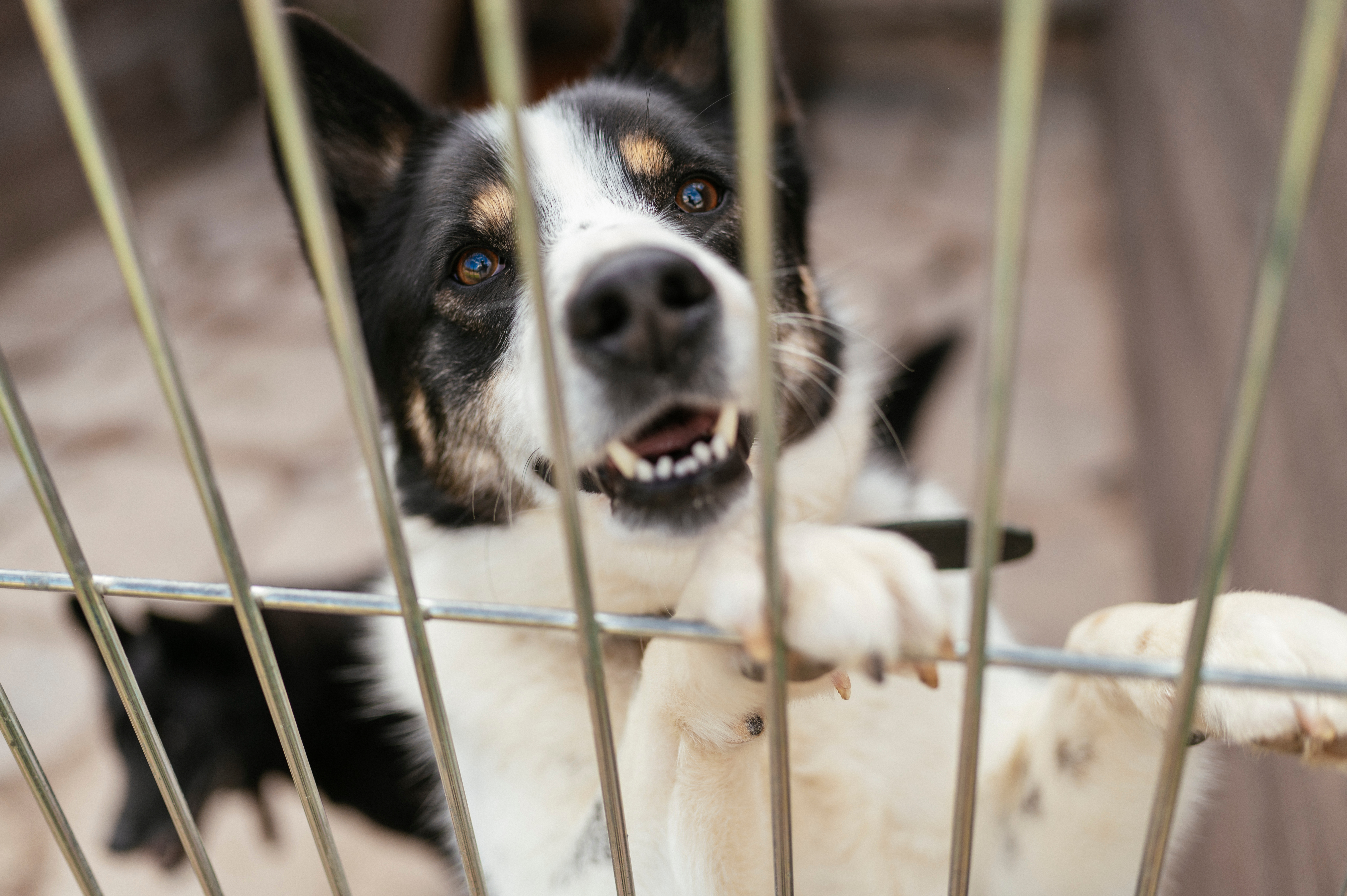 Wolontariusze ze schroniska skarżą się na dyrekcję. „Strach, chaos i dezorientacja” - INFBusiness