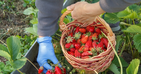 Sezon na truskawki dobiega końca. Początek był ciężki, ale potem "zaczęło się szaleństwo" /123RF/PICSEL