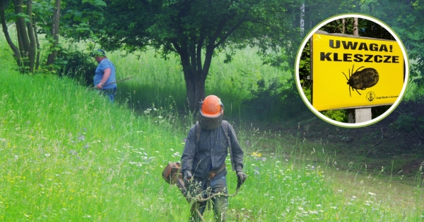 Ukąszenie przez kleszcza i związane z tym zachorowanie np. na boreliozę może być traktowane jako wypadek przy pracy. Źródło: Marek BAZAK/East News, GERARD/REPORTER /