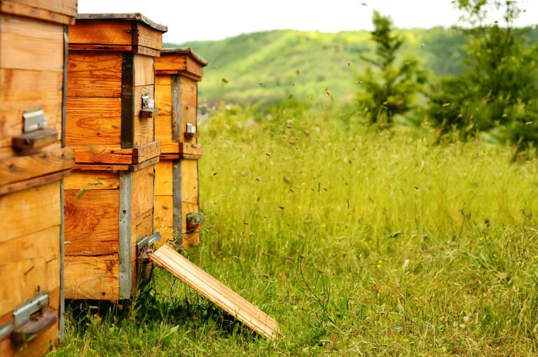 Powiat świdnicki: Otruł 7,5 miliona pszczół. Jest wyrok sądu - INFBusiness