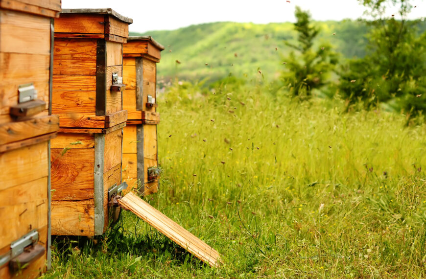 Powiat świdnicki: Otruł 7,5 miliona pszczół. Jest wyrok sądu