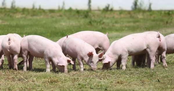 Rolnik z Grodziska ukarany. Musi zapłacić 100 tys. zł odszkodowania /123RF/PICSEL