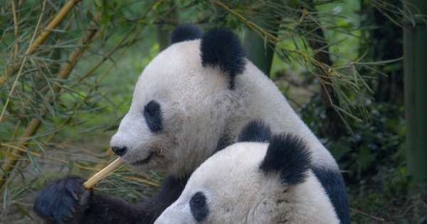 ZOO w Finlandii zwraca do Chin pandy. Powodem rosnąca inflacja /Pixabay /East News