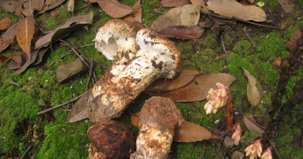 Gąska sosnowa to grzyb, który po latach znowu można znaleźć w polskich lasach /Ryane Snow/Mushroom Observer/Wikimedia Commons/CC BY-SA 3.0 /