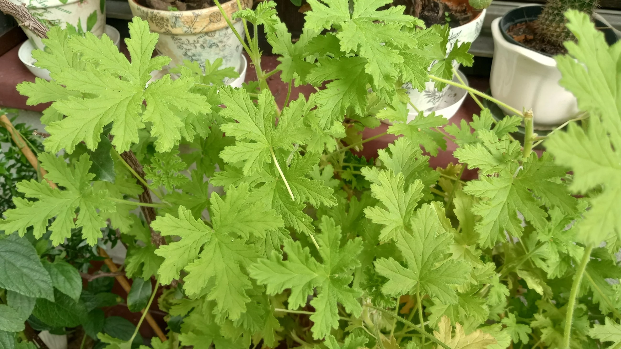 Geranium pachnące