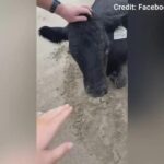 Krowa porwana przez powódź w Australii, znaleziona żywa na plaży 11 mil od domu
