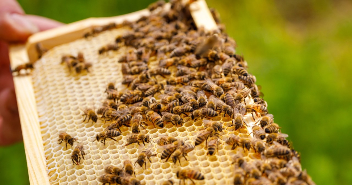 Wielkopolska: Another 2 million zlotys will reach beekeepers /123RF/PICSEL