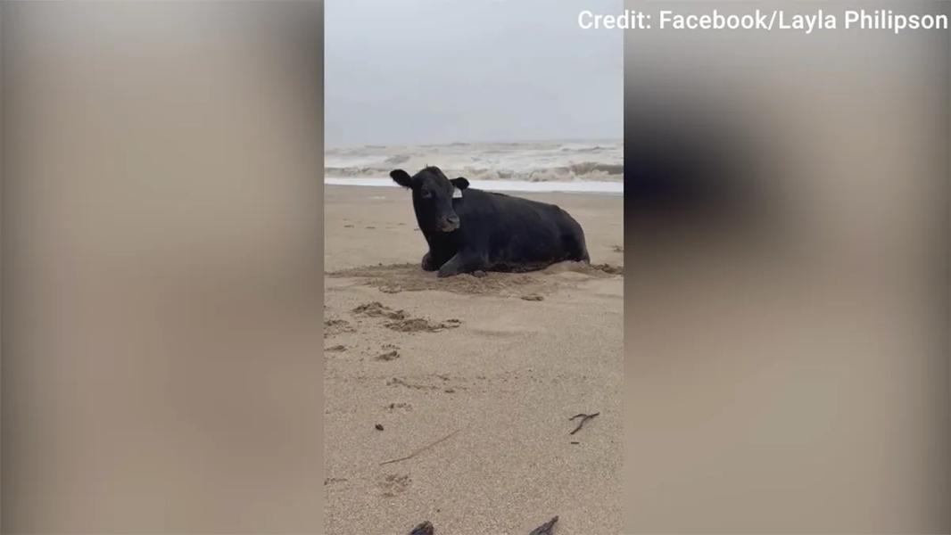 Krowa porwana przez powódź w Australii, znaleziona żywa na plaży 11 mil od domu - INFBusiness