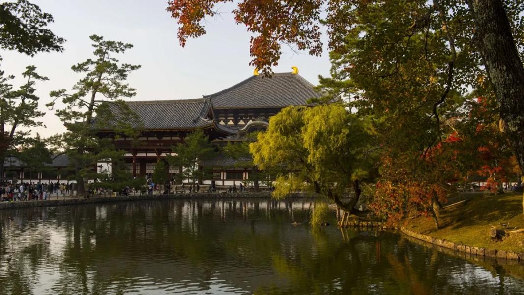 Zmumifikowany „tęczowy smok” sprzed wielu stuleci w Japonii okazał się być łasicowatą kuną - INFBusiness