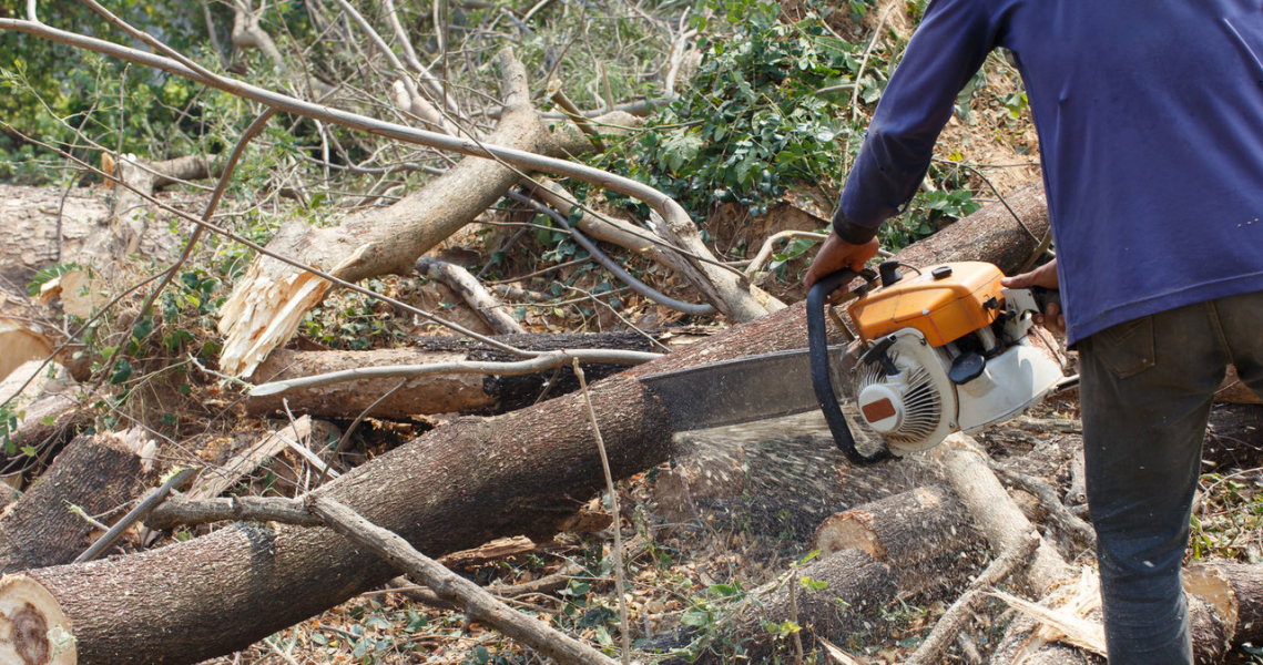 The government wants citizens not to wait long for permission to cut down a tree on their own property. Illustrative photo /123RF/PICSEL