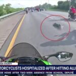 Motocykliści z Florydy trafili do szpitala po zderzeniu z sześciostopowym aligatorem na autostradzie
