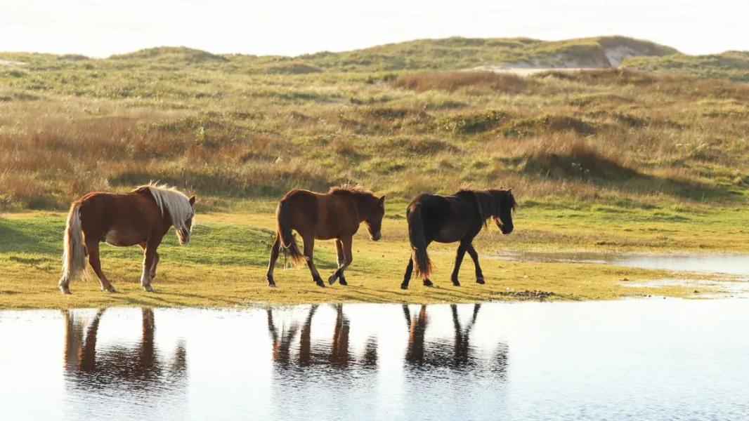 Parks Canada odnalazło wiadomość sprzed kilkudziesięciu lat ze statku zaopatrzeniowego w pobliżu Nowej Szkocji - INFBusiness