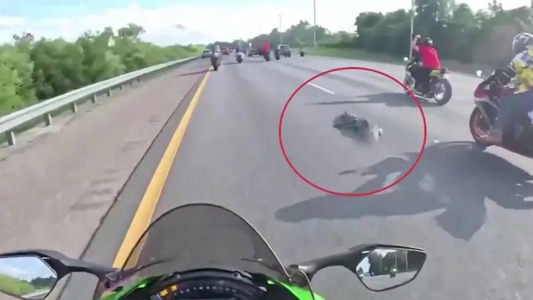 Motocykliści z Florydy trafili do szpitala po zderzeniu z sześciostopowym aligatorem na autostradzie - INFBusiness