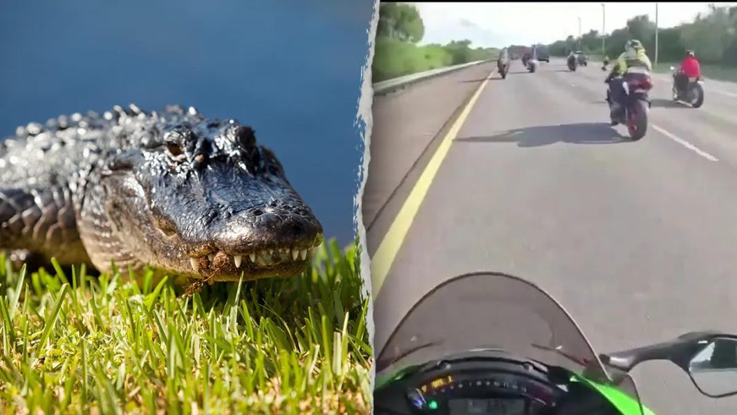 Motocykliści z Florydy trafili do szpitala po zderzeniu z sześciostopowym aligatorem na autostradzie - INFBusiness