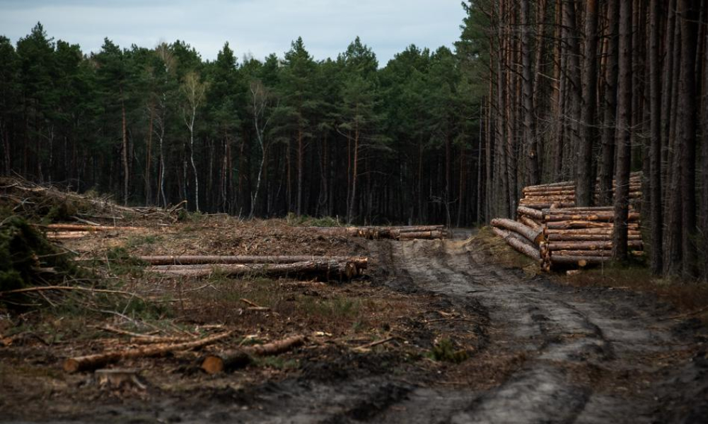 Rząd Tuska miał na celu ograniczenie eksportu polskiego drewna za granicę. Oto, jak to osiągnięto