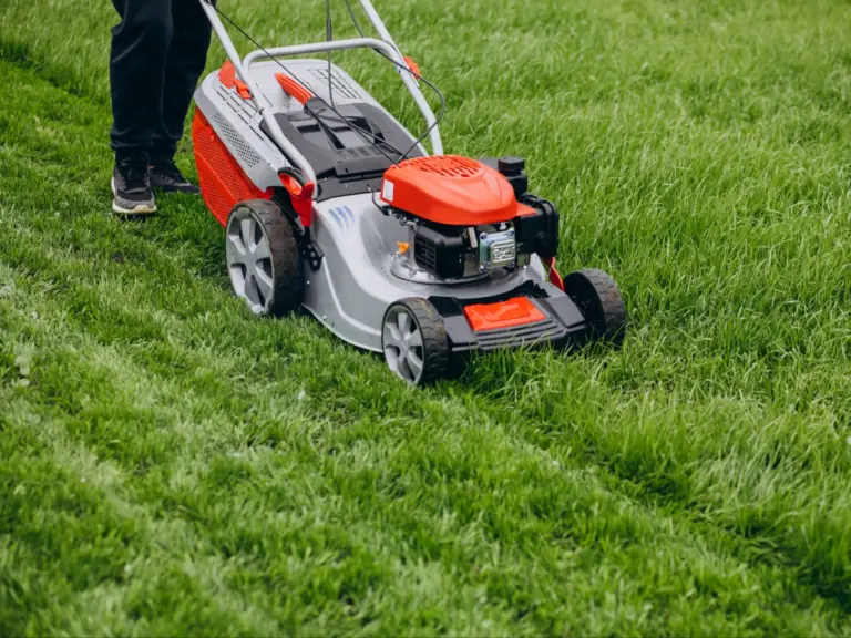 Gdzie wyrzucać skoszoną trawę? Sprawdź, co mówią przepisy - INFBusiness