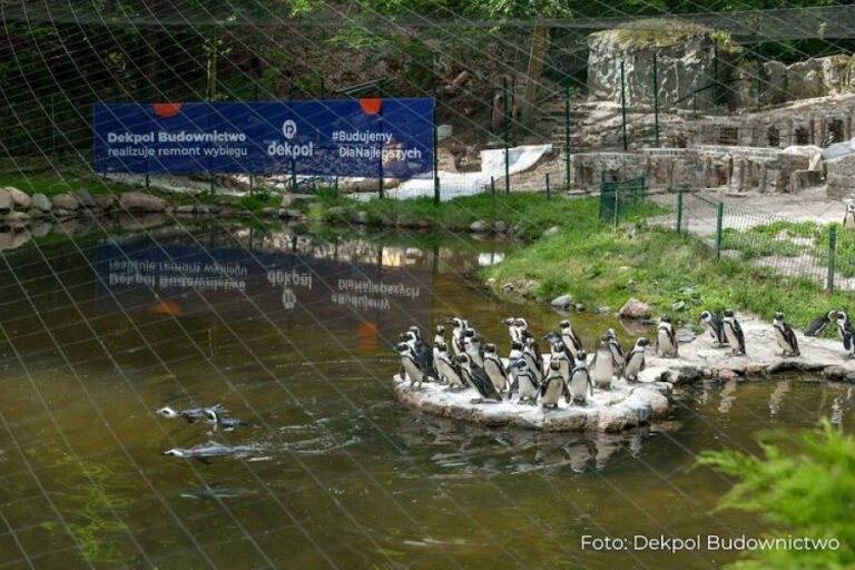 Dekpol Budownictwo odnowił wybieg dla pingwinów w Gdańskim ZOO - INFBusiness