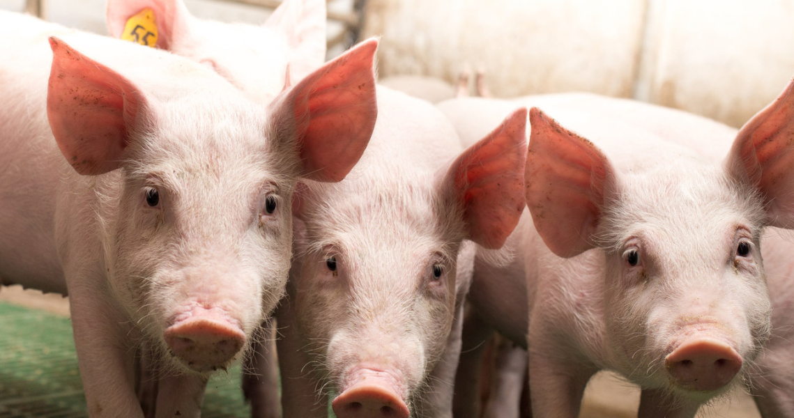 The penalty is immense. Because he fed his pigs water from his well. /123RF/PICSEL
