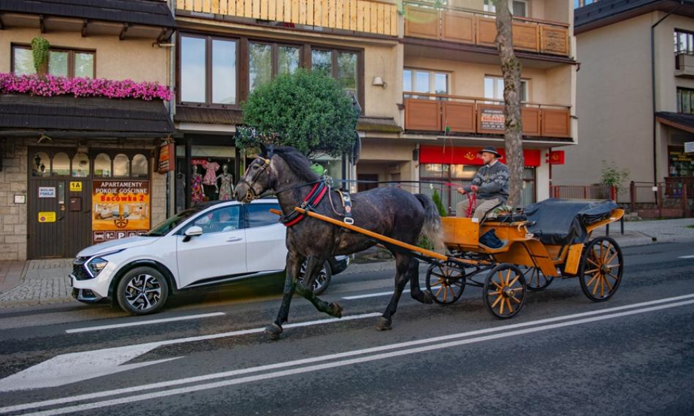 „Stwórz robota-konia albo robota-misia”. Nietypowa petycja do burmistrza miasta Zakopane - INFBusiness