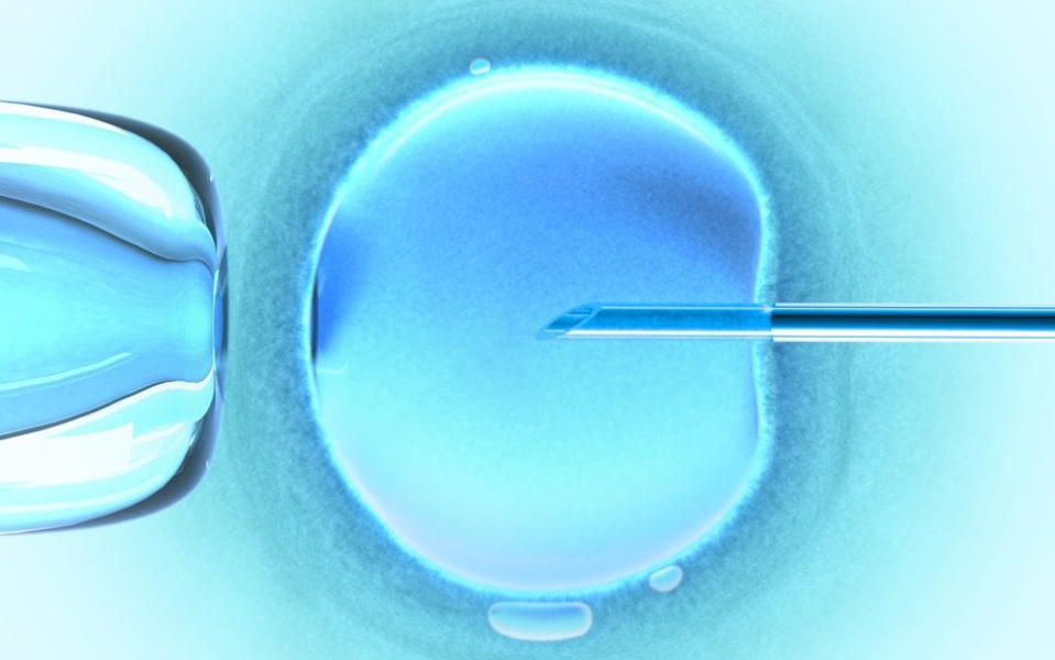 Zrealizowana w Wielkiej Brytanii procedura przeniesieniu jądrowego DNA z zapłodnionych komórek jajow