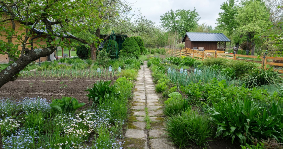 Fines are already being imposed on garden owners. Just possessing this plant is enough. /Fot. Patryk Ogorzałek / Agencja Wyborcza.pl /AW
