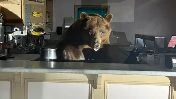 Niedźwiedź znaleziony podczas degustacji lodów za ladą sklepu w South Lake Tahoe - INFBusiness