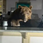 Niedźwiedź znaleziony podczas degustacji lodów za ladą sklepu w South Lake Tahoe