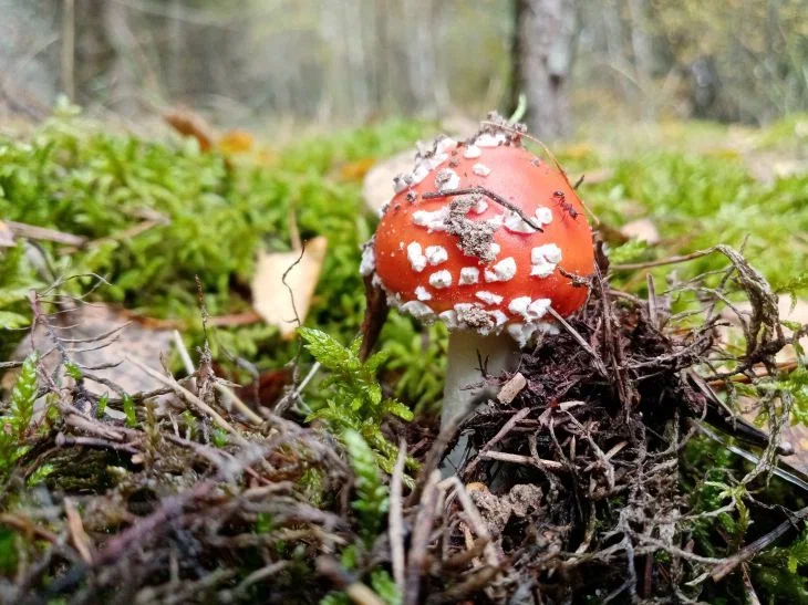 Lekarze określili grzyba jako najniebezpieczniejszy dla człowieka: szanse przeżycia wynoszą 50 na 50 - INFBusiness