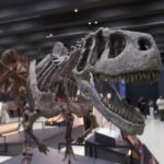 Paleontolodzy odkryli w Patagonii krokodyla z ery dinozaurów