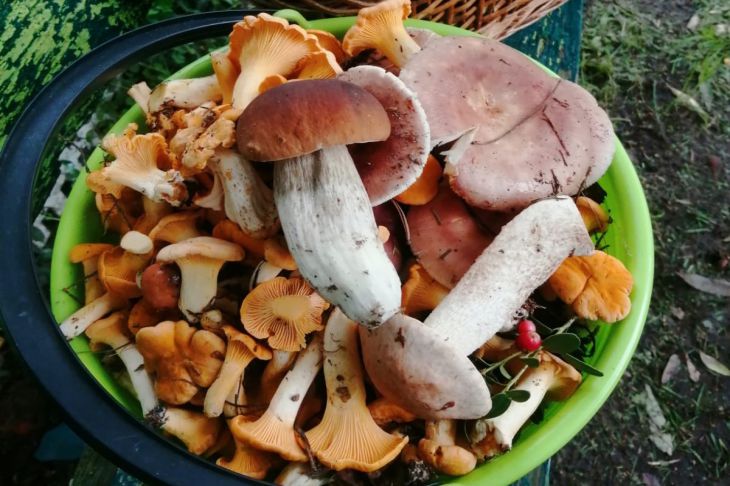 Uważaj na grzyby: kto absolutnie nie powinien ich jeść nawet w najlepszej restauracji - INFBusiness