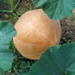 Jak garść pestek dyni wpływa na mózg: neurobiolodzy odkryli, że mają one właściwości „resetujące” i wpływają na pamięć.