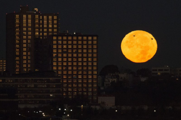 Two birds fly by a supermoon that sets behind a building under construction in New Jersey in November 2016. October will have three consecutive supermoons. Supermoons appear slightly larger and brighter than other full moons, thanks to the moon&#039;s closer-than-usual distance from Earth. File Photo by John Angelillo/UPI