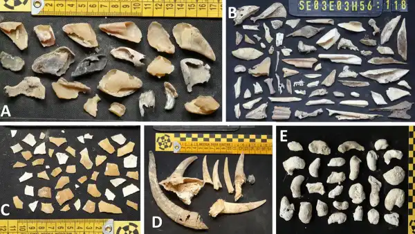 Archeolodzy odkryli sandał z XIII wieku w gnieździe sępa brodatego w Hiszpanii - INFBusiness