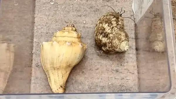 Mężczyzna został przyłapany na przemycie 186 egzotycznych zwierząt w walizkach na lotnisku, informują władze - INFBusiness