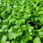 Które popularne warzywo wypłukuje wapń z kości: Jeśli masz ponad 50 lat, najlepiej go unikać.