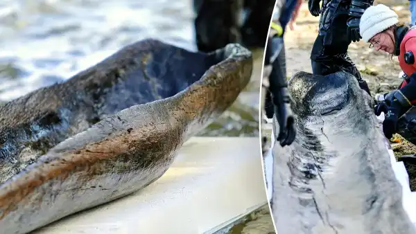 Jezioro Wisconsin jest miejscem odkrycia najstarszej łodzi typu dłubanka w regionie Wielkich Jezior - INFBusiness