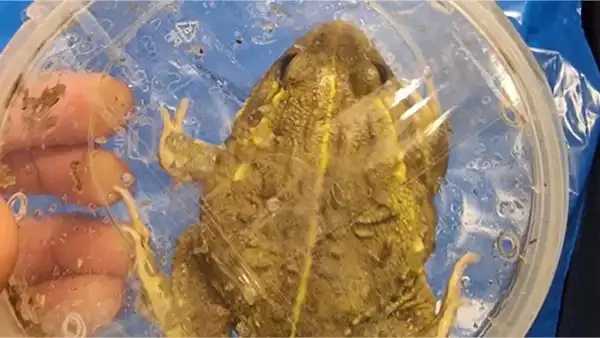 Mężczyzna został przyłapany na przemycie 186 egzotycznych zwierząt w walizkach na lotnisku, informują władze - INFBusiness