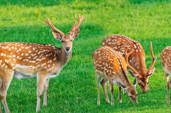 Floryda potwierdza przypadek „choroby jeleni zombie” u dzikich jeleni - INFBusiness