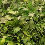 Dlaczego pietruszka jest skuteczniejsza niż kompleksy witaminowe? Jaki mikroelement w jej składzie odmładza naczynia krwionośne w 2 tygodnie?