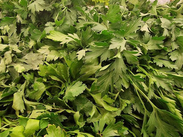 Pietruszka jest często uważana za dodatek do potraw. Lekarze twierdzą jednak, że zioło to może zastąpić witaminy stosowane w farmacji. Dlaczego pietruszka jest skuteczniejsza niż kompleksy witaminowe? Jaki mikroelement w jej składzie odmładza naczynia krwionośne w 2 tygodnie? - INFBusiness