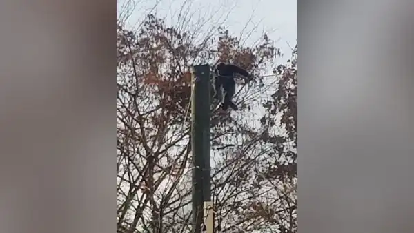 Wideo: „Agresywne” małpy badawcze uciekają po wypadku ciężarówki w Missisipi Samica szympansa uciekła ze swojego wybiegu w zoo w Indianapolis i bezpiecznie wróciła do domu - INFBusiness